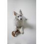 UPDATED DESIGN - Benebone Real Bacon Durable Dental Dog Chew Toy for Aggressive Chewers, Made in USA