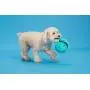 Barkbox Dog Squeak Toys | Stuffed and Plush Chew Toys | Durable for Tug and Fetch | Interactive Toys and Balls for Small/Medium/Large Dogs