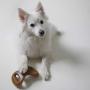 UPDATED DESIGN - Benebone Real Bacon Durable Dental Dog Chew Toy for Aggressive Chewers, Made in USA