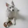 UPDATED DESIGN - Benebone Real Bacon Durable Dental Dog Chew Toy for Aggressive Chewers, Made in USA UPDATED DESIGN - Benebone Real Bacon Durable Dental Dog Chew Toy for Aggressive Chewers, Made in USA