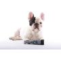 Dremel 7300-PGK 4.8V Pet Grooming Kit