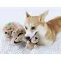 Outward Hound Hide A Squirrel Plush Dog Toy Puzzle