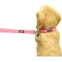 Downtown Pet Supply Deluxe Adjustable Thick Dog Collar, (Blue, Red, Black, Purple, Pink - Small, Medium, Large, or X-Large)