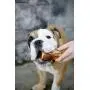 K9 Connoisseur Single Ingredient Dog Bones Made in USA Natural Marrow Filled Bone Chew Treats for Small Medium Breed Aggressive Chewers Dogs Who Struggle with Boredom Best Up to 50 Pounds K9 Connoisseur Single Ingredient Dog Bones Made in USA Natural Marrow Filled Bone Chew Treats for Small Medium Breed Aggressive Chewers Dogs Who Struggle with Boredom Best Up to 50 Pounds