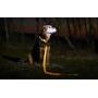 Illumiseen LED Dog Collar - USB Rechargeable - Available in 6 Colors & 6 Sizes - Makes Your Dog Visible, Safe & Seen
