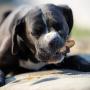 Pettit Flavor Long-Lasting Chew Fun NO Rawhide Vitamin&Minernl Enricher Vegetable and Chicken Dog Chews