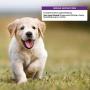Wellness Natural Grain Free Puppy Training Treats