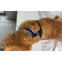 Pucci Paw Dog Harness No Pull Easy Walk for Dogs Cushioned Extra Padding Comfortable Mesh Pet Harness Breathable All Weather Light Weight Strong Puppy Small Medium Large Dog