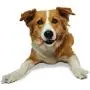 Nylabone Healthy Edibles Wild Natural Long Lasting Bison Dog Chew Treats Nylabone Healthy Edibles Wild Natural Long Lasting Bison Dog Chew Treats