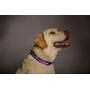 Blazin Safety LED Dog Collar – USB Rechargeable with Water Resistant Flashing Light