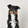 Pet Qwerks Flavor Farms Chew Toys - Multi Pack - Tough Nylon Bones for Power Chewers | Made in USA, 100% Premium Nylon, Allergen Free