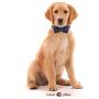 Lionet Paws Dog and Cat Collar with Bowtie,Soft and Comfortable,Adjustable Collar
