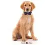 Lionet Paws Dog and Cat Collar with Bowtie,Soft and Comfortable,Adjustable Collar