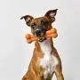 Pet Qwerks Flavor Farms Chew Toys - Multi Pack - Tough Nylon Bones for Power Chewers | Made in USA, 100% Premium Nylon, Allergen Free