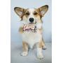 Lionet Paws Soft Cotton Bowtie Dog Collar with Metal Buckle Adjustable Collars for Dogs and Cats