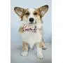 Lionet Paws Soft Cotton Bowtie Dog Collar with Metal Buckle Adjustable Collars for Dogs and Cats