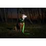 Illumiseen LED Dog Collar - USB Rechargeable - Available in 6 Colors & 6 Sizes - Makes Your Dog Visible, Safe & Seen