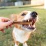 Nature Gnaws Small Bully Sticks for Dogs - Premium Natural Beef Bones - Thin Long Lasting Dog Chew Treats for Light Chewers & Puppies - Rawhide Free - 6 Inch