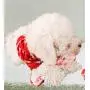 Kikos Squeaky Canvas Pet Toys 5pcs Pack