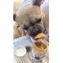 BUDDY BUDDER Bark Bistro Company, Ruff Ruff Raw + Pumpkin Pup, Dog Peanut Butter, Healthy Dog Treat, 100% Natural Dog Peanut Butter - Made in USA (Set of 2/ 16oz Jars) BUDDY BUDDER Bark Bistro Company, Ruff Ruff Raw + Pumpkin Pup, Dog Peanut Butter, Healthy Dog Treat, 100% Natural Dog Peanut Butter - Made in USA (Set of 2/ 16oz Jars)