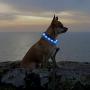 USB Rechargeable LED Dog Collar - Glowing Pet Safety Collar Silicone Cuttable Light Up Dog Collar Lights for Night Dog Walking