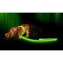 Illumiseen LED Dog Collar - USB Rechargeable - Available in 6 Colors & 6 Sizes - Makes Your Dog Visible, Safe & Seen