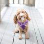 PUPTECK Checkered Frills Soft Mesh Dog Vest Harness Puppy Padded Pet Harnesses for Cat Small Dogs