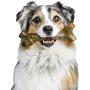 Pet Qwerks BarkBone Stick - For Aggressive Chewers