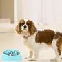 NOYAL Dog Slow Feeder Bowl, Non Slip Puzzle Bowl - Anti-Gulping Pet Slower Food Feeding Dishes - Interactive Bloat Stop Dog Bowls - Durable Preventing Choking Healthy Design Dogs Bowl NOYAL Dog Slow Feeder Bowl, Non Slip Puzzle Bowl - Anti-Gulping Pet Slower Food Feeding Dishes - Interactive Bloat Stop Dog Bowls - Durable Preventing Choking Healthy Design Dogs Bowl