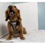 Pucci Paw Dog Harness No Pull Easy Walk for Dogs Cushioned Extra Padding Comfortable Mesh Pet Harness Breathable All Weather Light Weight Strong Puppy Small Medium Large Dog