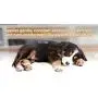 Thundershirt Classic Dog Anxiety Jacket Thundershirt Classic Dog Anxiety Jacket
