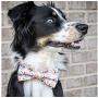 Unique Style Paws Dog Collar Bow tie Collar Adjustable Collars for Dogs and Cats Small Medium Large