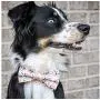 Unique Style Paws Dog Collar Bow tie Collar Adjustable Collars for Dogs and Cats Small Medium Large Unique Style Paws Dog Collar Bow tie Collar Adjustable Collars for Dogs and Cats Small Medium Large