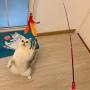 MeoHui 11PCS Retractable Cat Feather Toy Set, Interactive Cat Toys Wand with 2 Poles & 9 Attachments Worm Bird Feathers, Cat Feather Teaser Wand Toy for Kitten Cat Having Fun Exercise Playing
