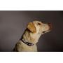 Blazin Safety LED Dog Collar – USB Rechargeable with Water Resistant Flashing Light