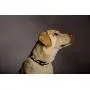 Blazin Safety LED Dog Collar – USB Rechargeable with Water Resistant Flashing Light Blazin Safety LED Dog Collar – USB Rechargeable with Water Resistant Flashing Light
