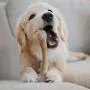 Pet Qwerks Flavor Infused BarkBone - Durable Chew Toy for Aggressive Chewers, Tough Extreme Power Chewer Bones | Made in USA Pet Qwerks Flavor Infused BarkBone - Durable Chew Toy for Aggressive Chewers, Tough Extreme Power Chewer Bones | Made in USA