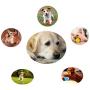 Sunglow Dog Toy Ball, Nontoxic Bite Resistant Toy Ball for Pet Dogs Puppy Cat, Dog Pet Food Treat Feeder Chew Tooth Cleaning Ball Exercise Game IQ Training Toy Ball ,Large/Medium/Small Dogs Toy.