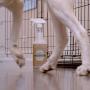 TriNova Natural Pet Stain and Odor Remover Eliminator - Advanced Enzyme Cleaner Spray - Remove Old & New Pet Stains & Smells for Dogs & Cats - All-Surface Safe