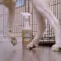 TriNova Natural Pet Stain and Odor Remover Eliminator - Advanced Enzyme Cleaner Spray - Remove Old & New Pet Stains & Smells for Dogs & Cats - All-Surface Safe TriNova Natural Pet Stain and Odor Remover Eliminator - Advanced Enzyme Cleaner Spray - Remove Old & New Pet Stains & Smells for Dogs & Cats - All-Surface Safe