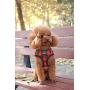 PUPTECK Soft Mesh Dog Harness with Leash - Plaid Adjustable Puppy No Pull Harnesses - Pet Padded Walking Vest