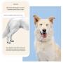 Wisdom Panel Essential – Dog DNA Test for Ancestry, Traits, and Medical Complications