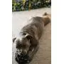 JW Pet Company Hol-ee Roller X Extreme 5 Dog Toy, 5-Inches (Colors Vary) - 43140