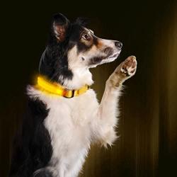 Illumiseen LED Dog Collar - USB Rechargeable - Available in 6 Colors & 6 Sizes - Makes Your Dog Visible, Safe & Seen