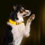 Illumiseen LED Dog Collar - USB Rechargeable - Available in 6 Colors & 6 Sizes - Makes Your Dog Visible, Safe & Seen