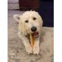 Premium EcoKind Yak Milk Dog Chews for Small Dogs - Handmade Dog Chew Treats Made in Himalayas for All Breeds - 100% Natural Long Lasting Yak Stick Chews for Puppies