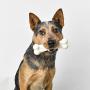 Pet Qwerks Flavor Farms Chew Toys - Multi Pack - Tough Nylon Bones for Power Chewers | Made in USA, 100% Premium Nylon, Allergen Free