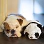 Z-Vine Dog Anxiety Toy, Heartbeat Toy Behavioral Aid Toy Puppy Toy for Dogs Cats Pets Separate Anxiety Relief Soother Cuddle Calming Sleep Aid