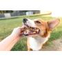 Nature Gnaws Small Bully Sticks for Dogs - Premium Natural Beef Bones - Thin Long Lasting Dog Chew Treats for Light Chewers & Puppies - Rawhide Free - 6 Inch