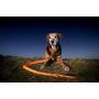 Illumiseen LED Dog Leash - USB Rechargeable - Available in 6 Colors & 2 Sizes - Makes Your Dog Visible, Safe & Seen